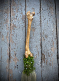 Death and Rebirth - Coyote Bone Altar Broom